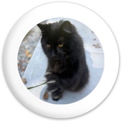 Design 683584 Disc Golf and Ultimate Discs Image