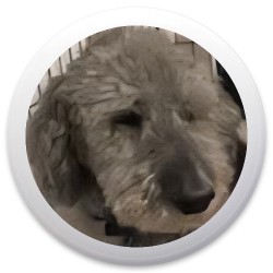 Design 684046 Disc Golf and Ultimate Discs Image