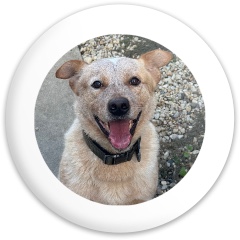 Design 685195 Disc Golf and Ultimate Discs Image