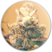 Kush
