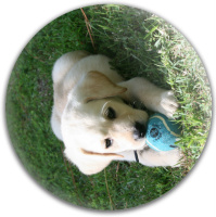 otis