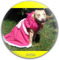 Design 89081 Disc Golf and Ultimate Discs Image