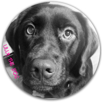 Lilly the dog