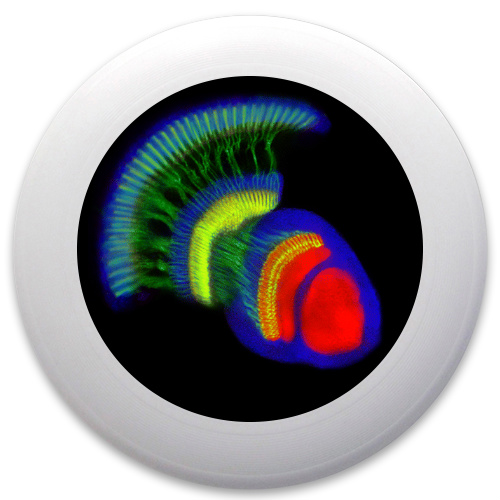 Design 159865 Disc Golf and Ultimate Discs