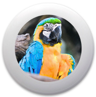 Design 162800 Disc Golf and Ultimate Discs Image