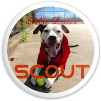 Scout Driver