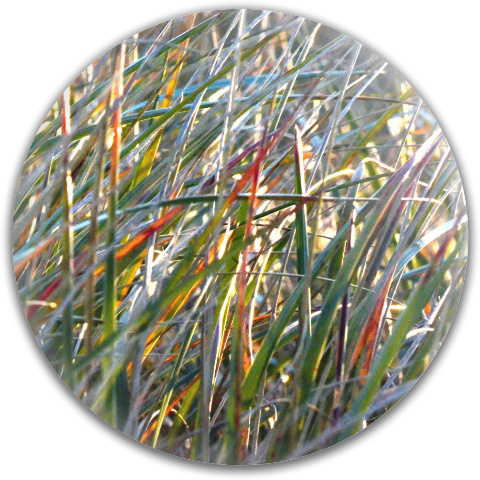 Design 211609 Disc Golf and Ultimate Discs
