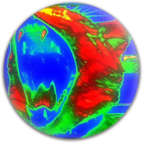 Design 269238 Disc Golf and Ultimate Discs