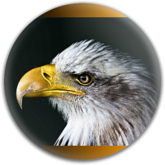 America