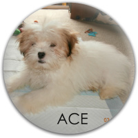 ACE