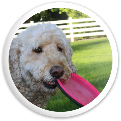 Design 411719 Disc Golf and Ultimate Discs